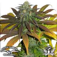 Dutch Passion Seeds Californian Orange